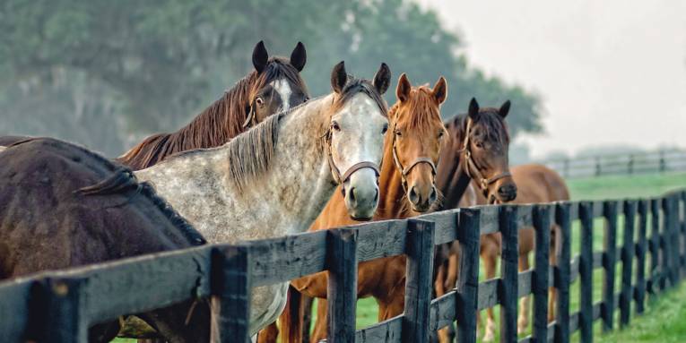 Eine Weide in der Pferderegion Hannover